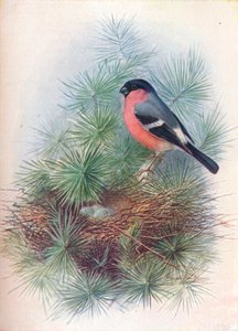 Goudvink - Pyrrhua europaea, ca. 1910