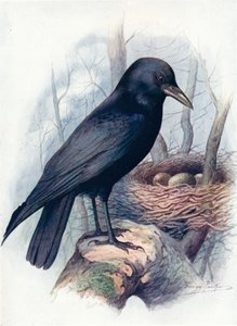 Zwarte kraai - Corvus corone
