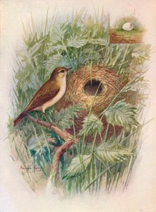 Tjiftjaf - Phylloscopus rufus, ca. 1910 door George James Rankin