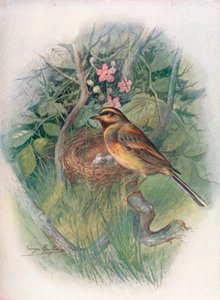 Cirl-Gors - Emberiza cirlus, ca. 1910, 1910 door George James Rankin