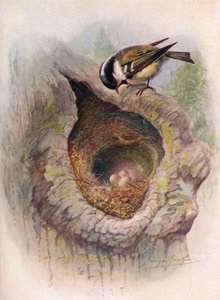 Koolmees - Parus ater, ca. 1910, 1910 door George James Rankin