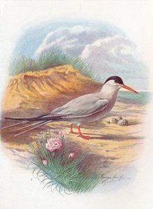 Visdief - Sterna fluviatilis door George James Rankin
