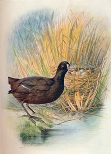 Meerkoet - Fulica atra, ca. 1910, 1910 door George James Rankin