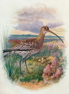 Wulp - Numenius arquata, ca. 1910, 1910 door George James Rankin