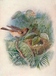 Tuinfluiter - Sylvia hortensis, ca. 1910 door George James Rankin