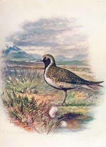 Goudplevier - Charadrius pluvialis, ca. 1910