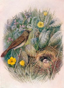 Sprinkhaanzanger - Locustella naevia, ca. 1910