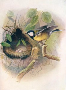 Koolmees - Parus major, ca. 1910, 1910 door George James Rankin