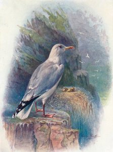 Zilvermeeuw - Larus argentatus, ca. 1910, 1910
