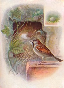 Huismus -- Passer domesticus, ca. 1910, 1910 door George James Rankin