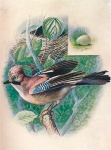 Gaai- Garrulus glandarius, ca. 1910 door George James Rankin