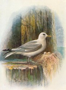 Drieteenmeeuw - Rissa tridactyla, c1910