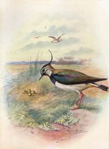 Kievit of kievit - Vnellus vulgaris, ca. 1910