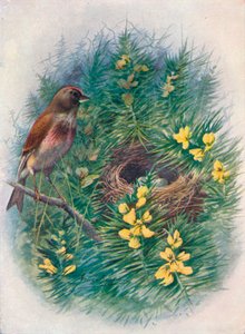 Vink - Linota cannabina, ca. 1910, 1910 door George James Rankin