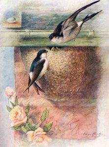 Martin - chelidon urbica, ca. 1910 door George James Rankin