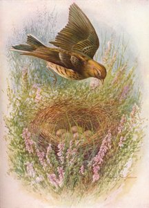 Graspieper - Anthus pratensis, ca. 1910 door George James Rankin
