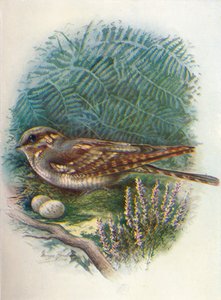 Nachtzwaluw of Geitenmelker - Caprimulgus europaeus