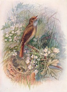 Nachtegaal - Daulias luscinia, ca. 1910, 1910