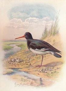 Scholekster - Haematopus ostralegus, c1910, 1910 door George James Rankin