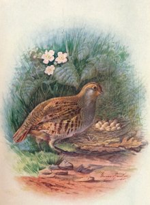 Patrijs - Perdix cinerea