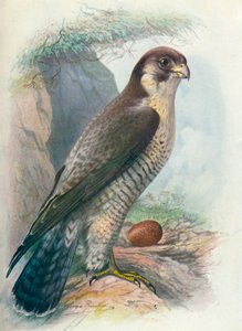 Slechtvalk - Falco peregrinus, ca. 1910 door George James Rankin