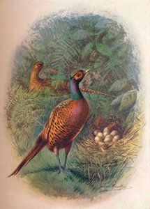 Fazant - Phasianus colchicus, ca. 1910