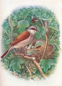 Roodrugklauwier - Lanius collurio, ca. 1910, 1910 door George James Rankin