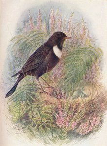 Ring-Merel - Turdus torquatus, ca. 1910, 1910
