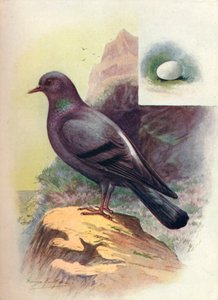 Rotsduif - Columba livia, ca. 1910 door George James Rankin