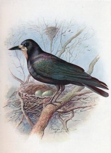 Roek - Corvus frugilegus