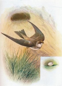 Oeverzwaluw - Cotile riparia