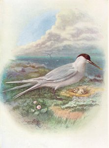 Grote Stern - Sterna cantiaca, ca. 1910, 1910