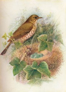 Zanglijster of Mavis - Turdus musicus, ca. 1910 door George James Rankin