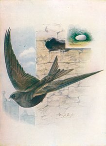 Gierzwaluw - Cypselus apus door George James Rankin