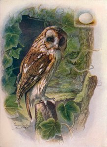 Bosuil - Syrnium aluco, ca. 1910