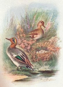 Wintertaling - Nettion crecca, ca. 1910