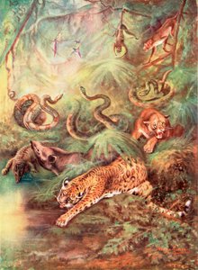 Het grote Braziliaanse woud en zijn dierentuin (kleurenlitho)