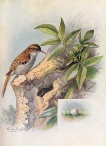 Boomkruiper - Certhia familiaris, ca. 1910 door George James Rankin
