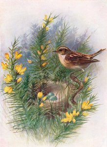 Paapje - Pratincola rubetra, ca. 1910, 1910