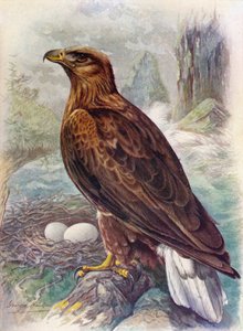 Witte of zeearend - Haliaetus albicilla