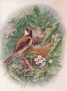 Grasmus - Sylvia cinerea, ca. 1910, 1910