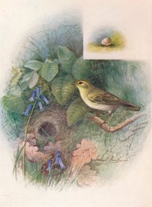 Boszanger - Phylloscopus sibilatrix, ca. 1910