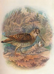 Houtsnip - Scolopax rusticula, ca. 1910
