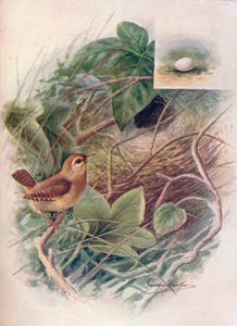Winterkoning - Troglodytes parvulus, ca. 1910