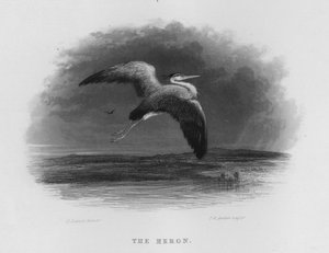 De Reiger