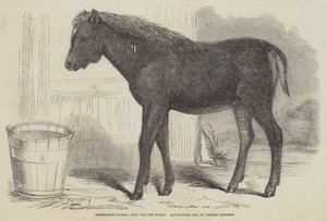 Opmerkelijke hybride, uit het New Forest door George Landseer