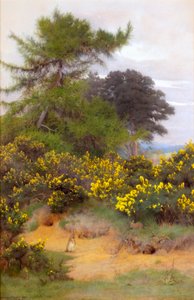 Aan de rand van Shere Heath