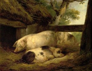 Studie van varkens