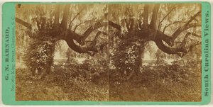 [Live Oaks, Magnolia Cemetery]. door George N. Barnard