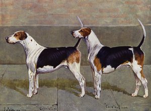 De Puckeridge Foxhounds Kolonist en Kardinaal